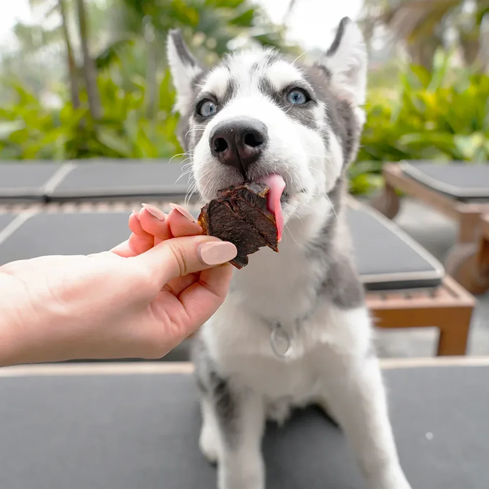 Perro husky cachorro comiendo los snacks naturales Barke Bites Bazo de Res