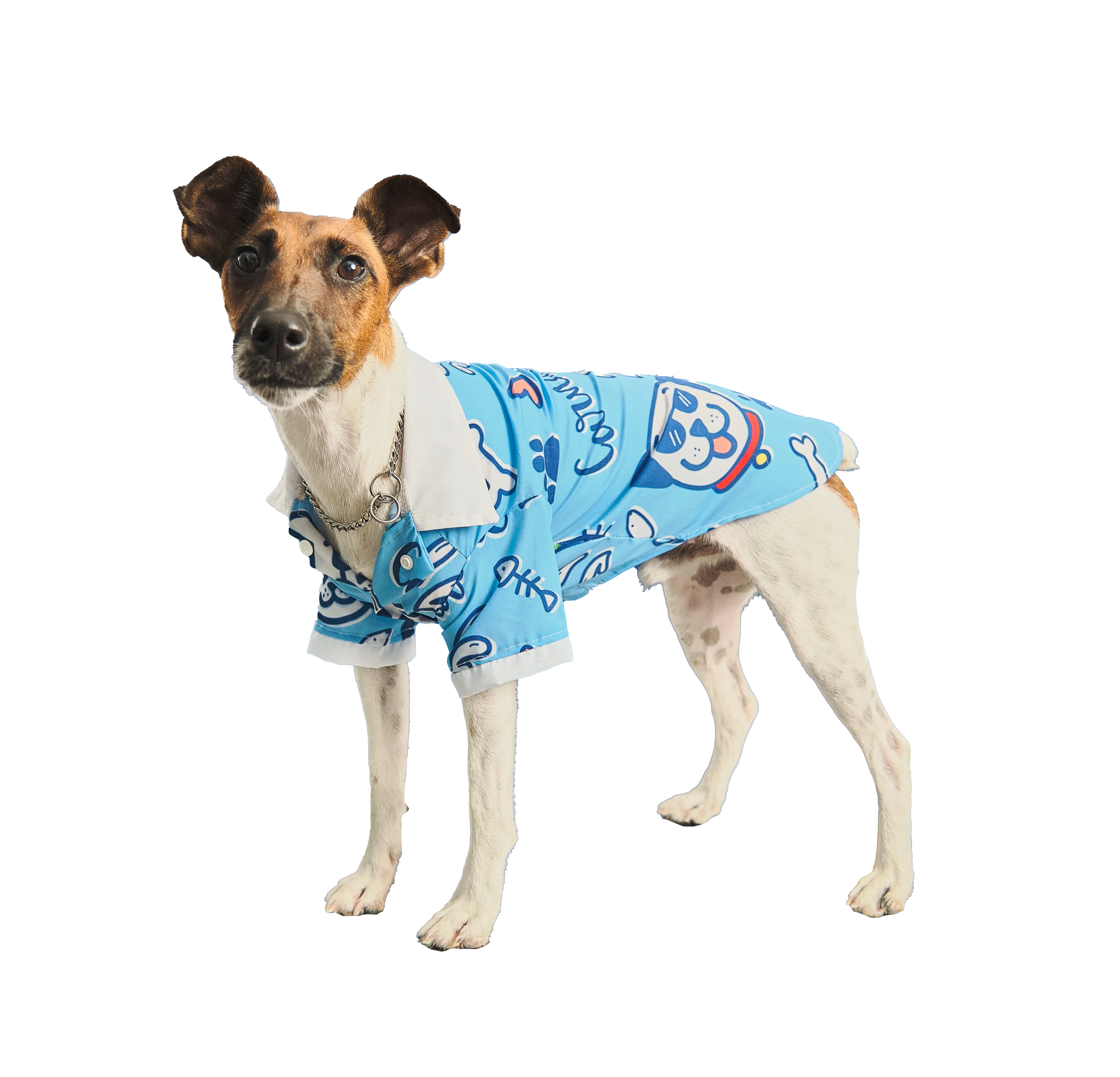 Imagen de un perro fox terrier blanco con la cara marrón y está vistiendo la Casaca Carnavalera para mascotas, esta es de color celeste con un patrón divertido, cuello blanco y puños blancos