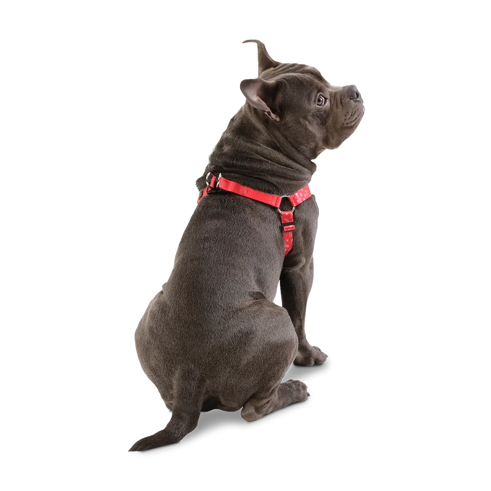 Perro gris de espaldas utilizando el Arnés de Caminata modelo Brunno en talla M. El arnés es rojo con detalles geométricos blancos.