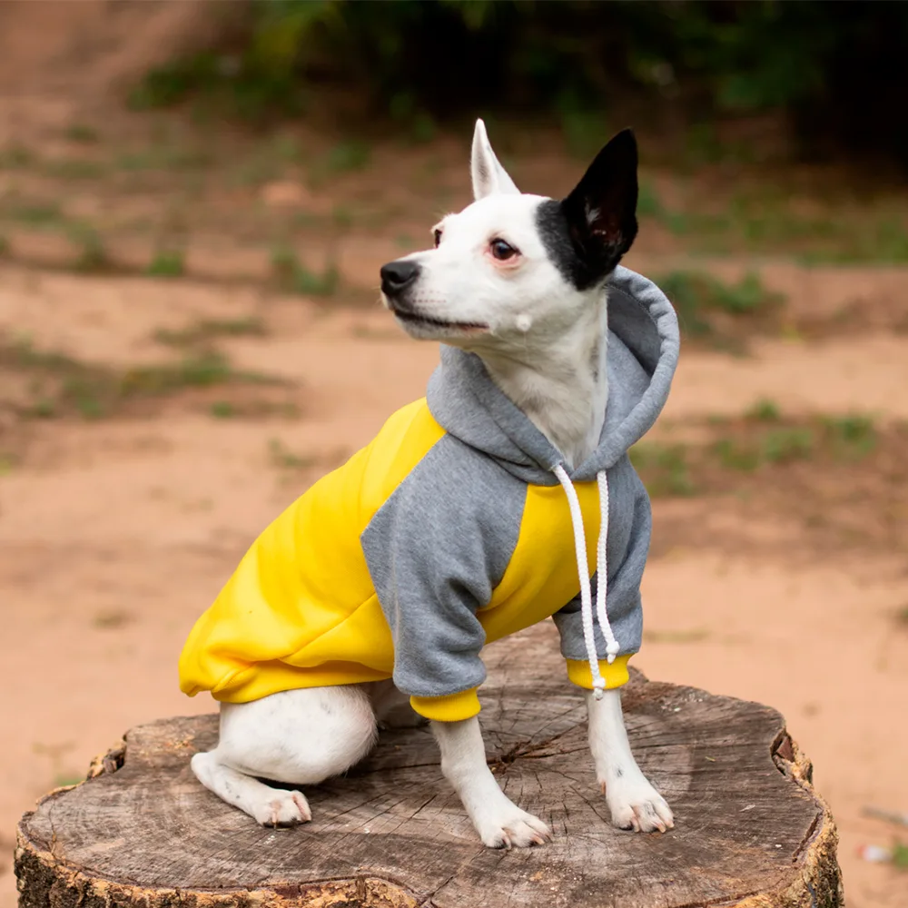 Imagen perro blanco con una mancha negra en al oreja usando el Buzo Gris con Amarillo, una prenda abrigada con chulo para perros y gatos