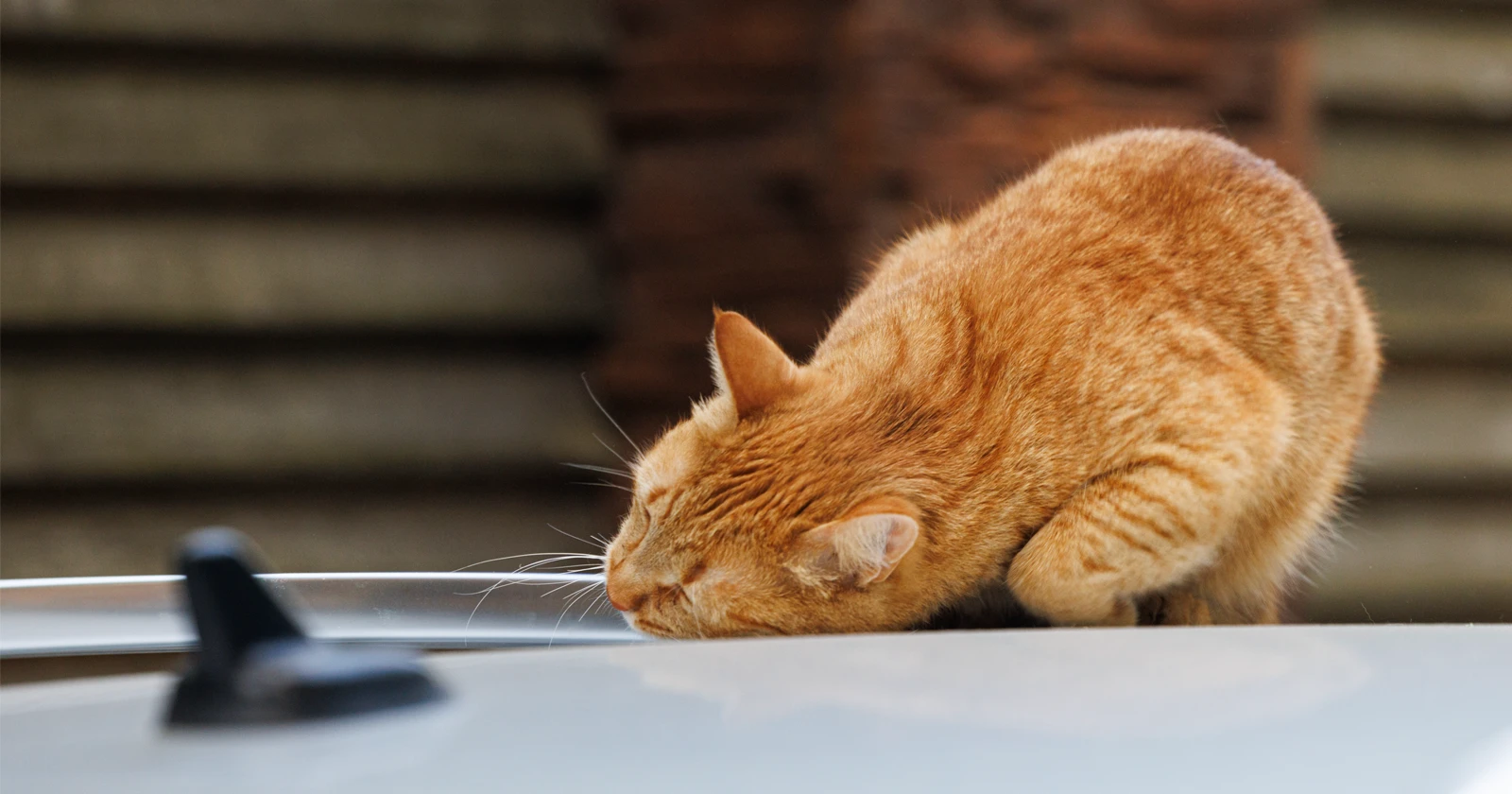 Cómo leer el lenguaje corporal de los gatos - PetServi