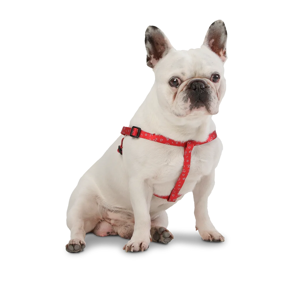 Perro bulldog francés blanco utilizando el Arnés de Caminata modelo Brunno en talla S. El arnés es rojo con detalles geométricos blancos.