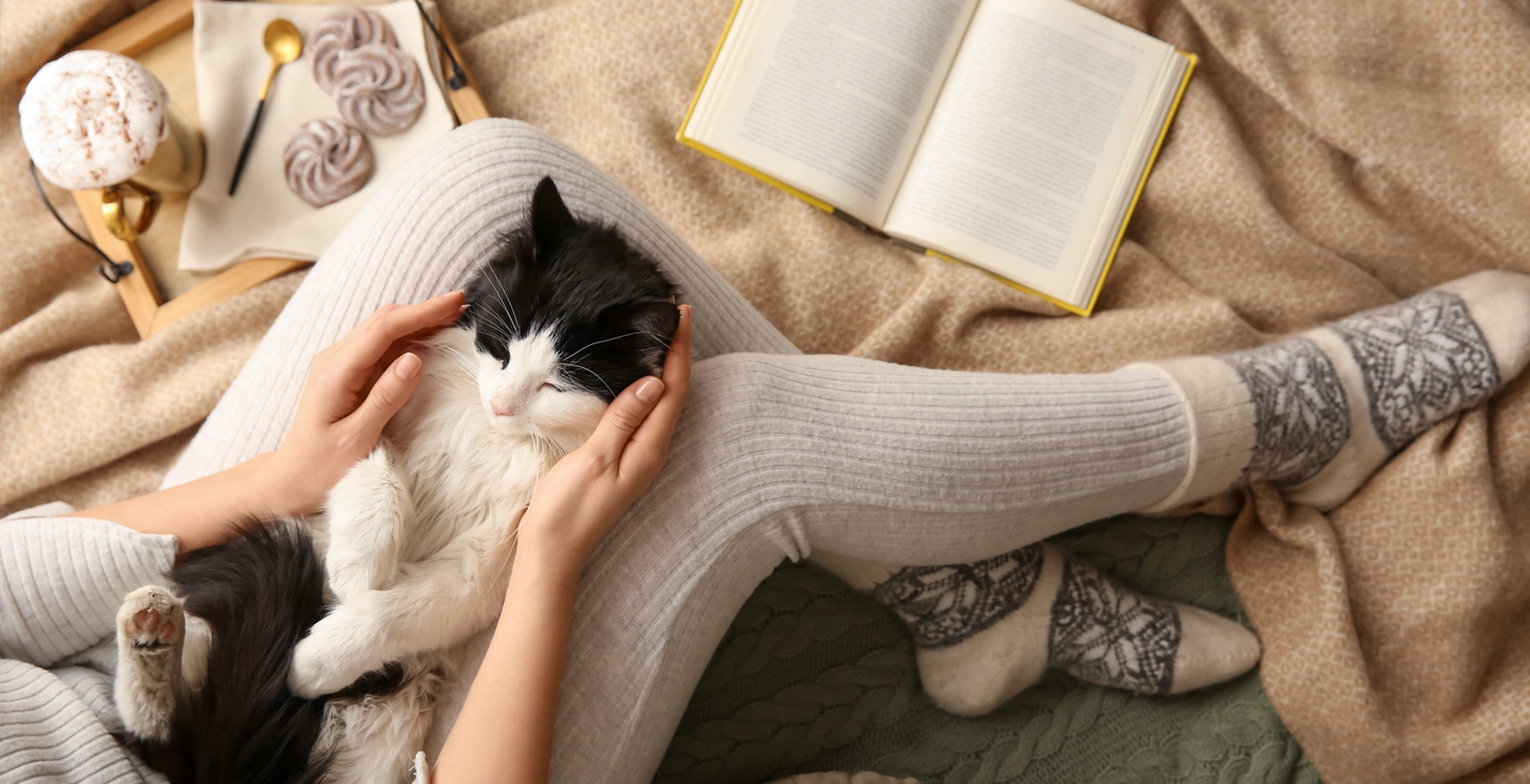 Por qué mi gato duerme encima mío - PetServi