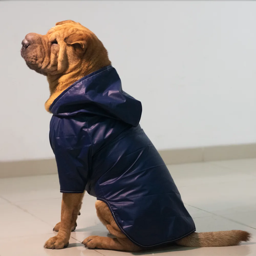 Perro raza Sharpei vistiendo el Impermeable Azul 