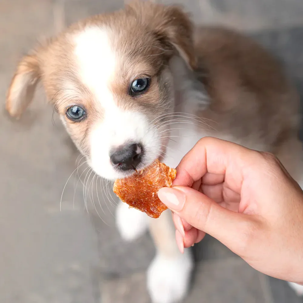 Perro cachorrito color blanco con marrón comiendo los snacks naturales Barke Bites Pechga de Pollo