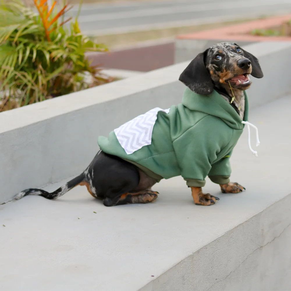 Imagen de perro salchicha cachorro color negro con manchas blancas visitiendo el Buzo Verde Militar
