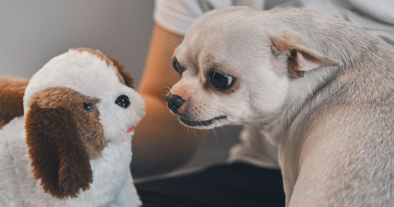 Cuál Es La Mejor Manera De Presentar Dos Perros Machos