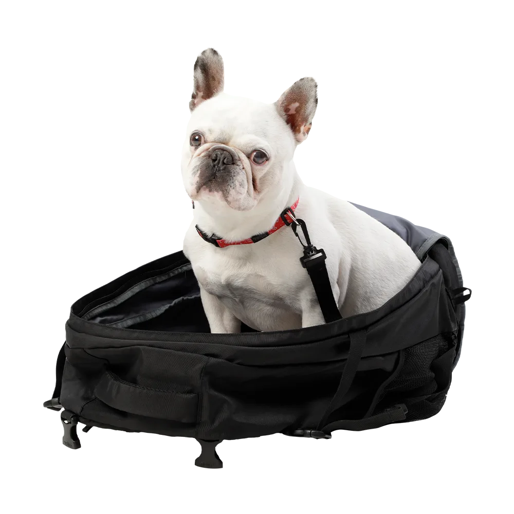 Perro bulldog inglés color blanco dentro de la mochila Morral Meraki de Totto Pets. Es una mochila negra espaciosa para llevar a tu mascota en la espalda