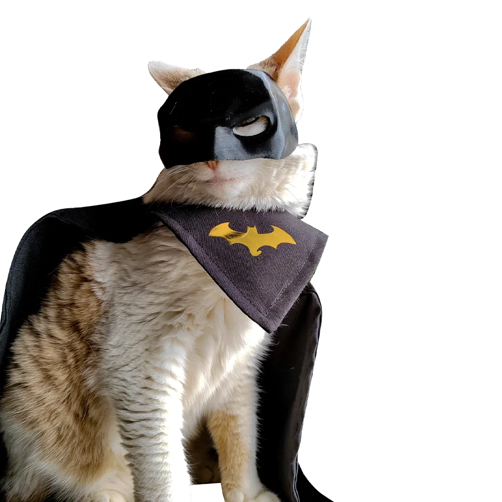 Gato vistiendo el disfraz de Batman de la Catbox de Catllejera. Es un gato blanco peludo y viste una máscara de Batman y una capa negra. 