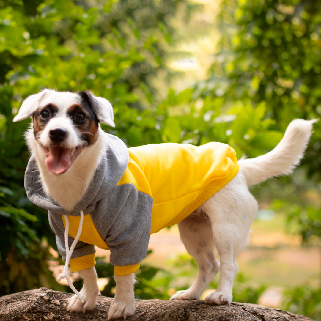 Imagen perro blanco con manchas negras y marrones usando el Buzo Gris con Amarillo, una prenda abrigada con chulo para perros y gatos