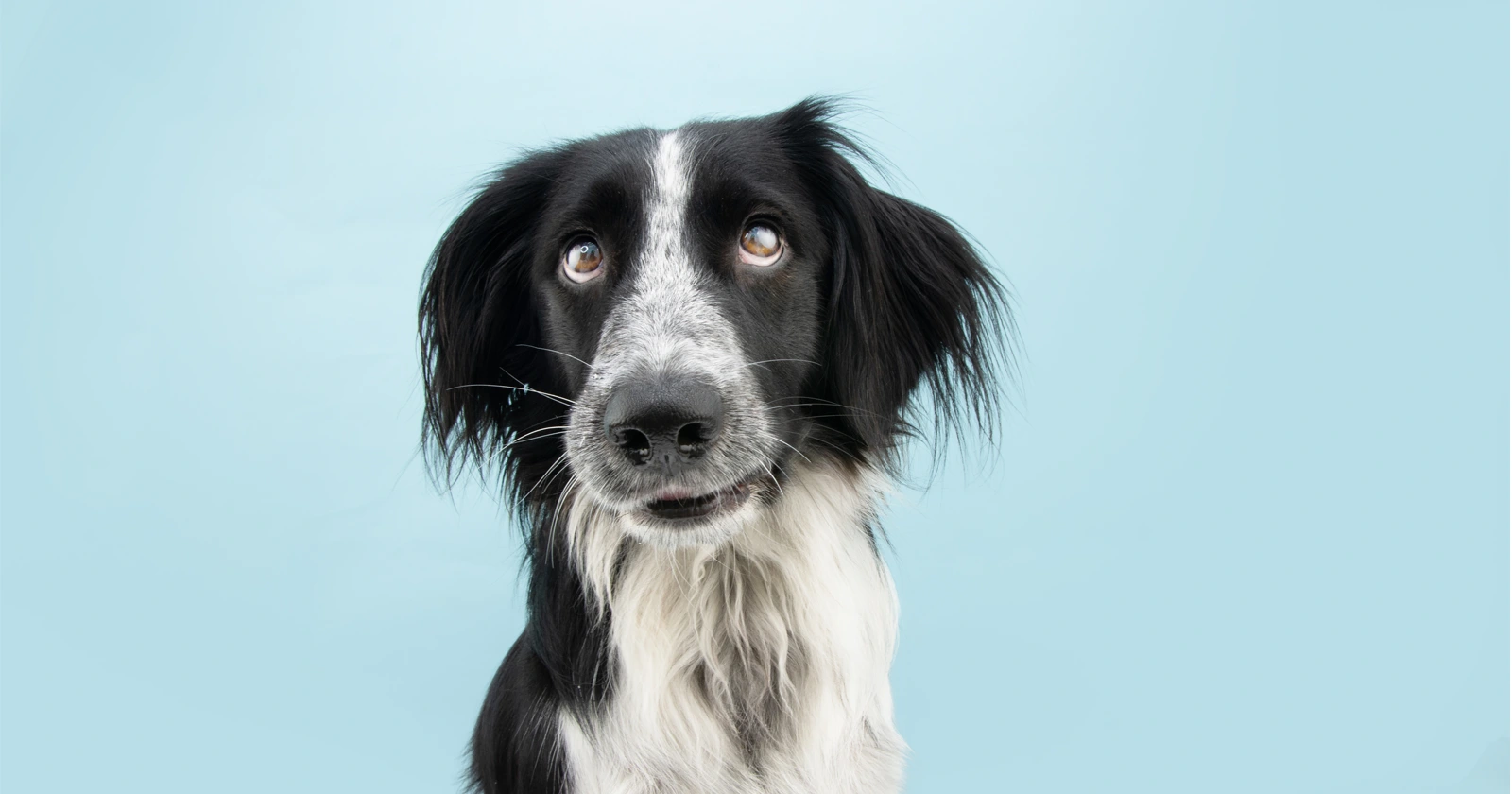 ¿Los perros pueden ver en color? PetServi