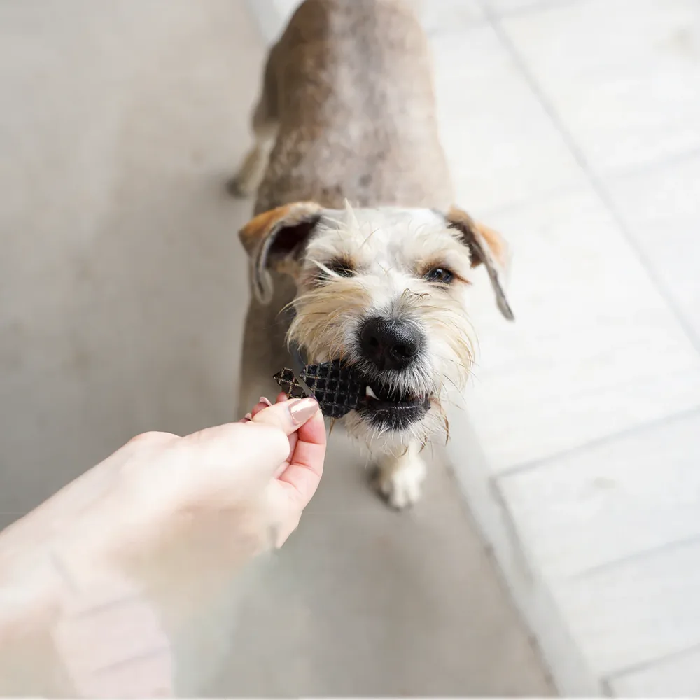 Perro schnauzer color blanco y gris comiendo los snacks naturales Barke Bites Hígado de Res