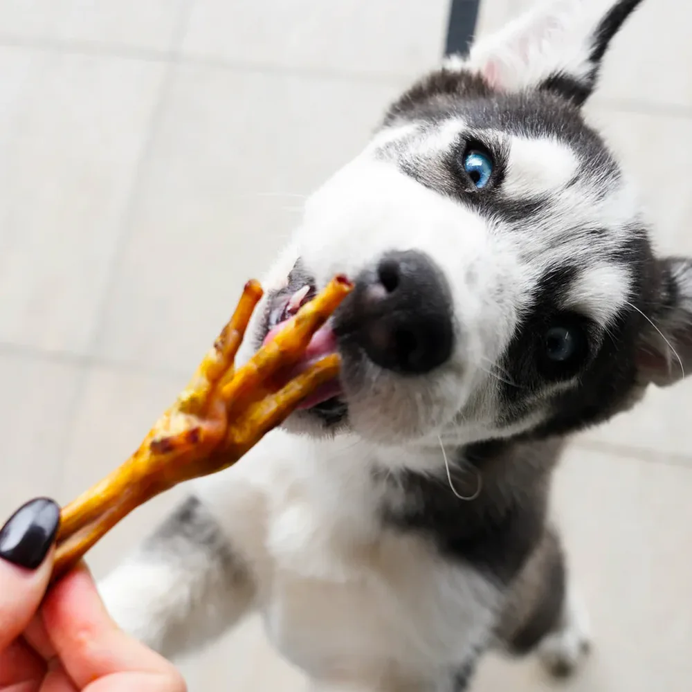 Perro cachorro husky comiendo una Pata de Pollo Barker