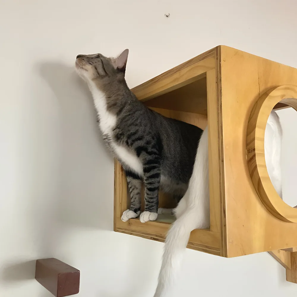 Caja de madera hueca empotrable en su color natural, es la Cama Kira para gatos, tiene un cojín cama en el interior y una entrada circular color verde en la parte frontal de la caja. En esta foto se ve un gato blanco y un gato atrigado en su interior