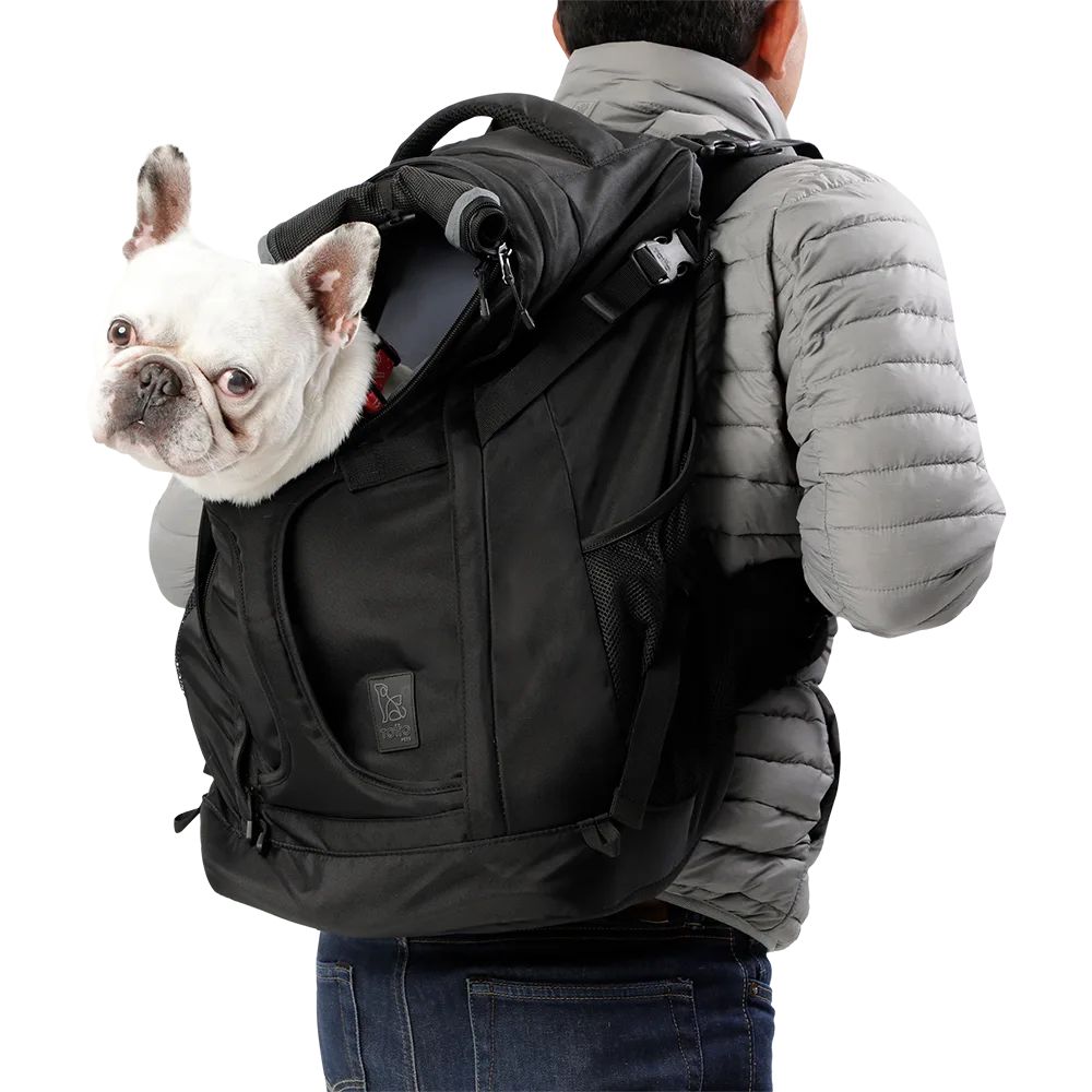 Perro bulldog inglés color blanco dentro de la mochila Morral Meraki de Totto Pets. Es una mochila negra espaciosa para llevar a tu mascota en la espalda