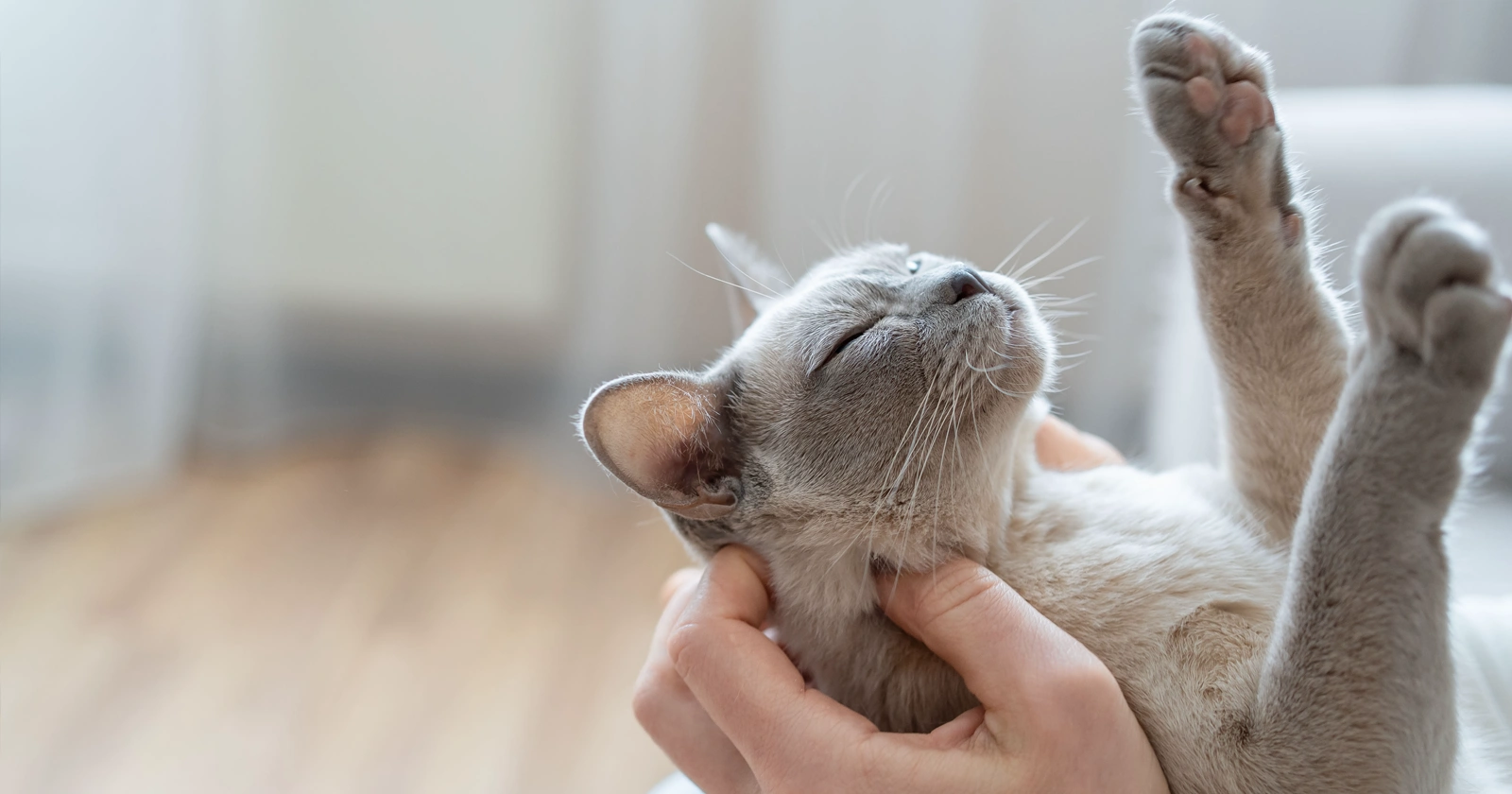 Cómo acariciar a un gato correctamente - PetServi