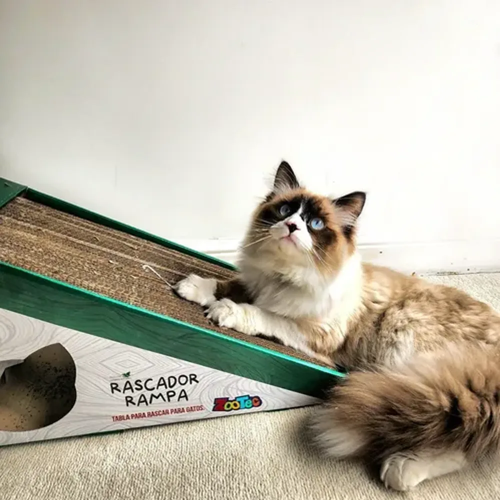 Imagen de un gato castaño encima del Rascador Rampa Zootec. El rascador es de cartón y tiene colores blancos y verdes.