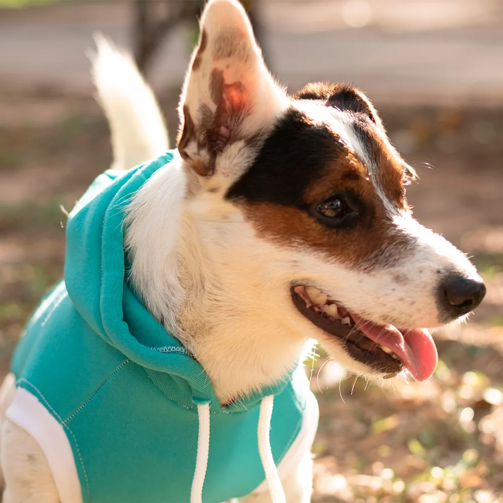 Imagen de perro de cerca usando el Buzo Calipso Sin Mangas, una prenda abrigada para perros y gatos con detalles blancos en los puños y chulo