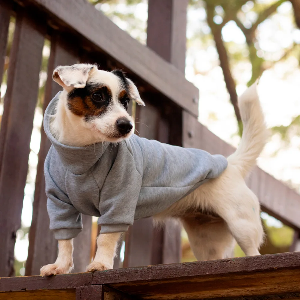 Imagen de perro usando Chompa Gris para perros y gatos, tiene botones color beige y cuello alto.