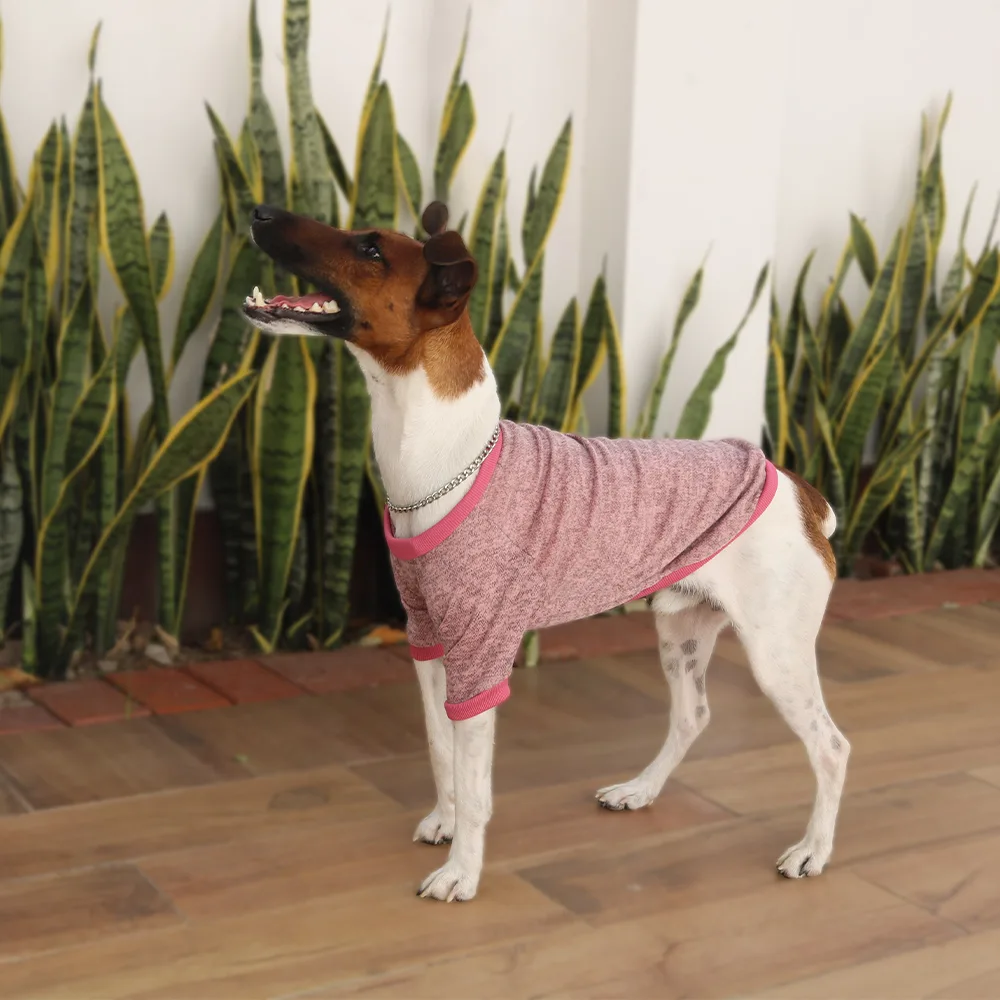 Imagen de perro color blanco con el hocico color café oscuro luciendo la chompa rosa jaspeada