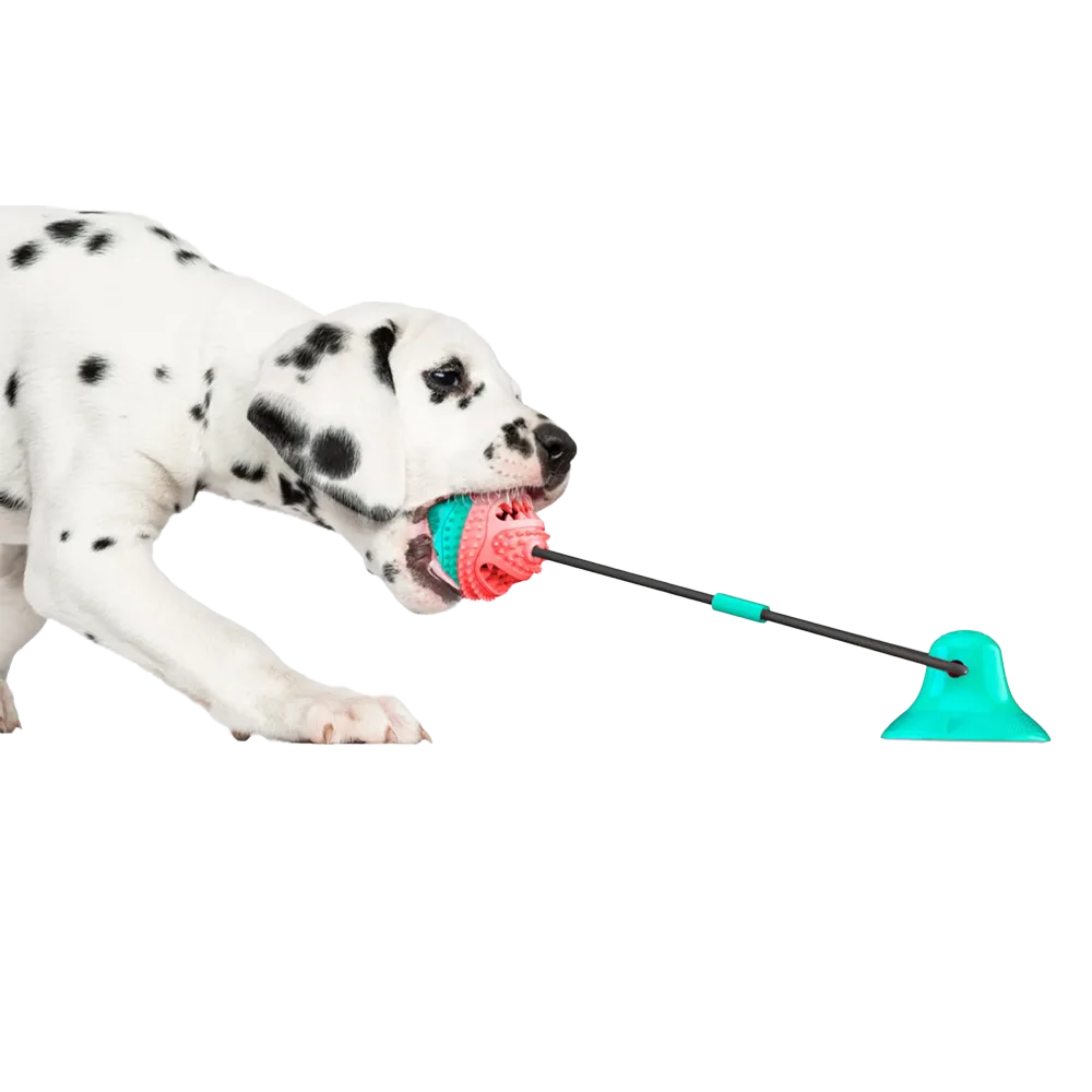 Perro dálmata jalando la pelota del Juguete de Succión. El dálmata es color blanco con manchas negras y el juguete es calipso con detalles fuccia.