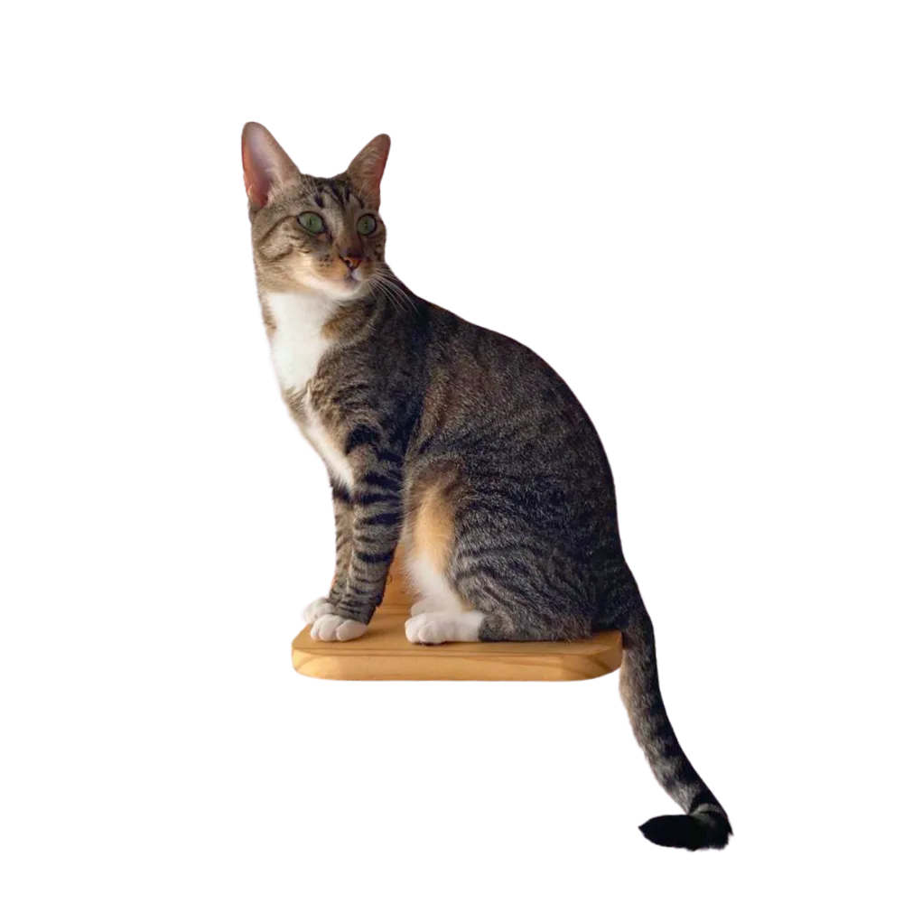 Gato atigrado trepado encima de un Escalador Eiko de madera natural.