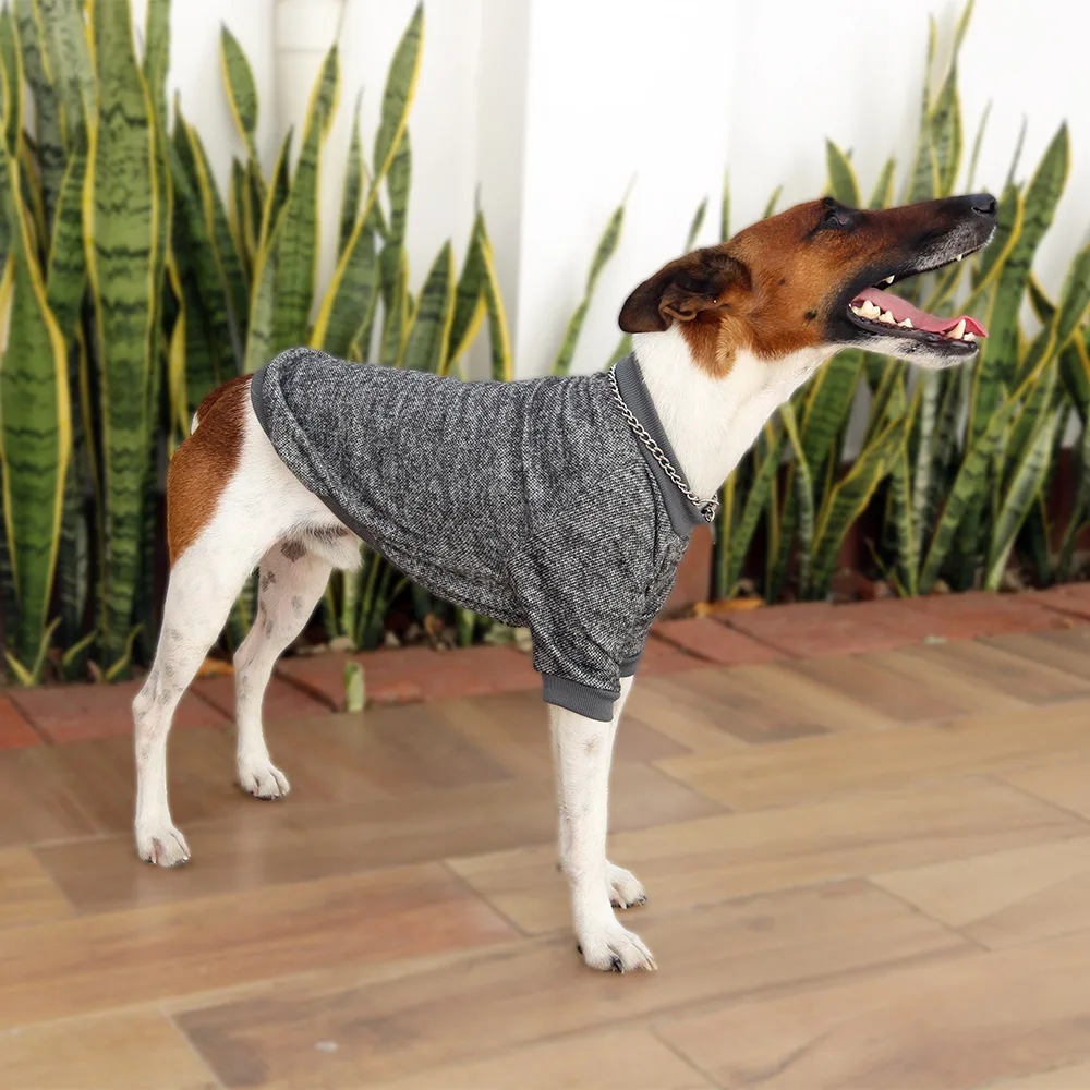 Imagen de perro blanco con el hocico color café oscuro visitiendo la prenda Chompa Gris Jaspeada