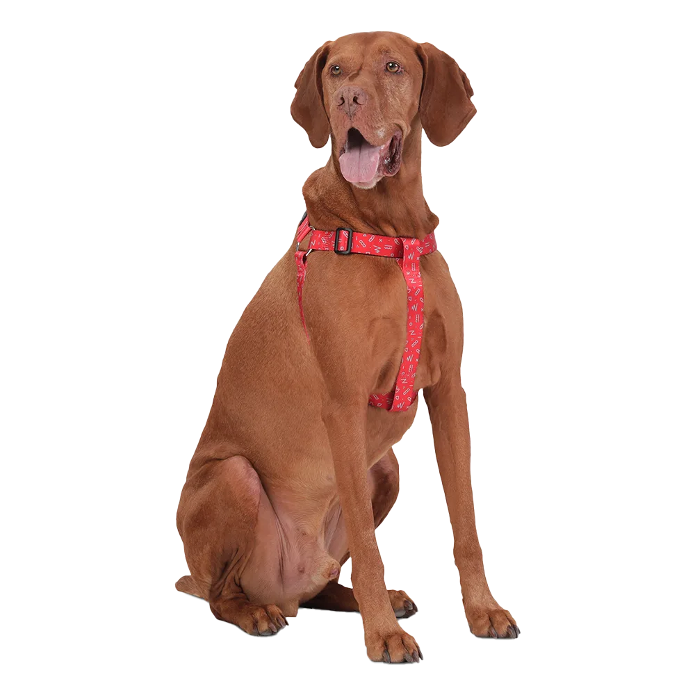 Perro de raza weimaraner color café mirando de frente utilizando el Arnés de Caminata modelo Brunno en talla L. El arnés es rojo con detalles geométricos blancos.
