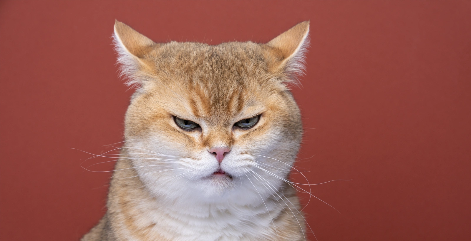 Errores que Pueden Dañar la Relación de Tu Gato con Otros 4 dcf2223700bffd8d89b1ca58f38cb6d9