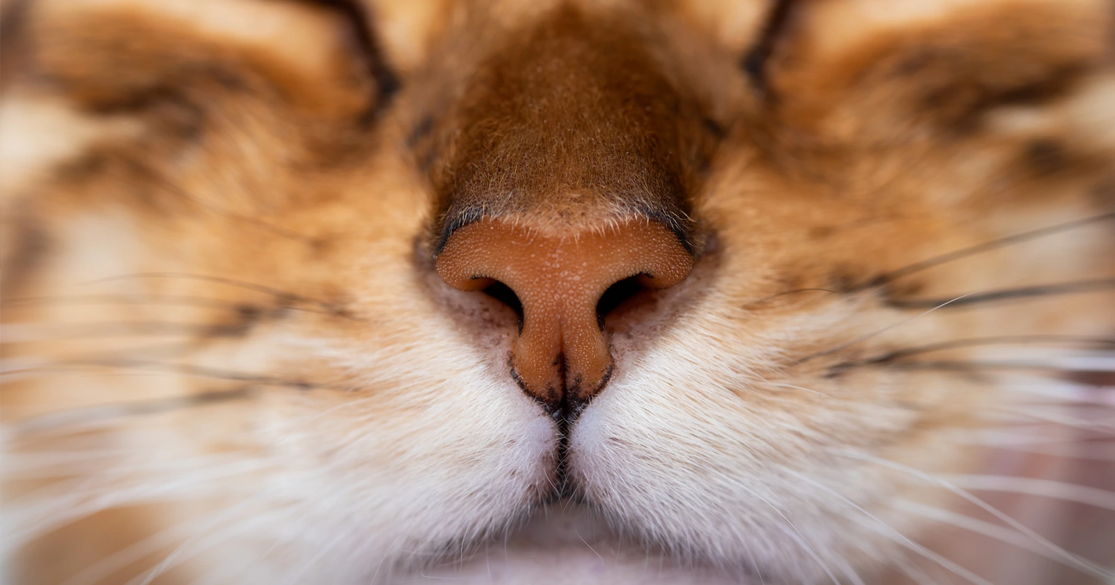 ¿Por qué los gatos abren la boca al oler cosas? PetServi