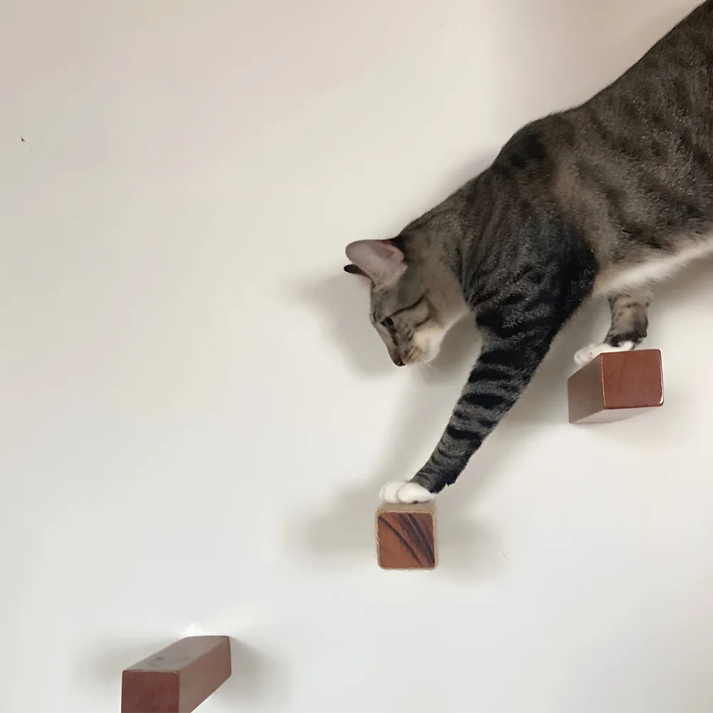 Un gato atigrado de perfil/frente a la pared utilizando el Pack Escalador Miru de 3 undiades
